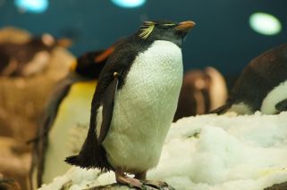 Eudyptes chrysocome - Felsenpinguin (Südfelsenpinguin)